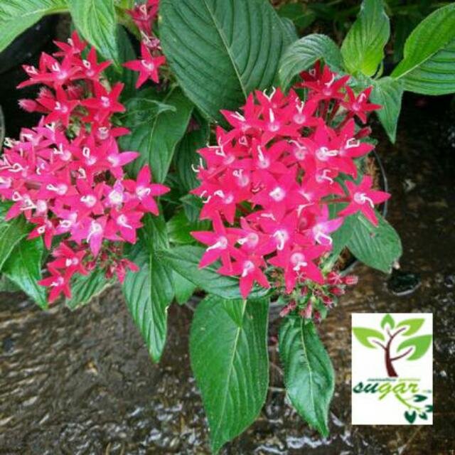 bunga_pentas_merah__egyptian_star_cluster_1480886417_27476122.jpg