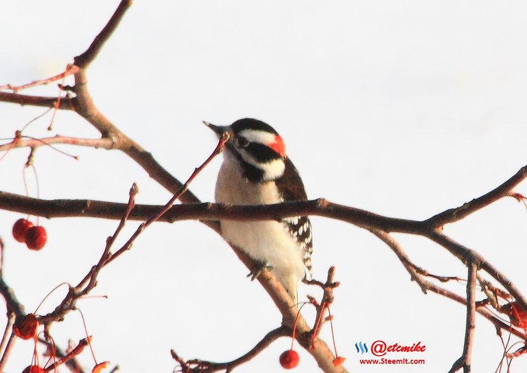 Downy Woodpecker IMG_0085.JPG
