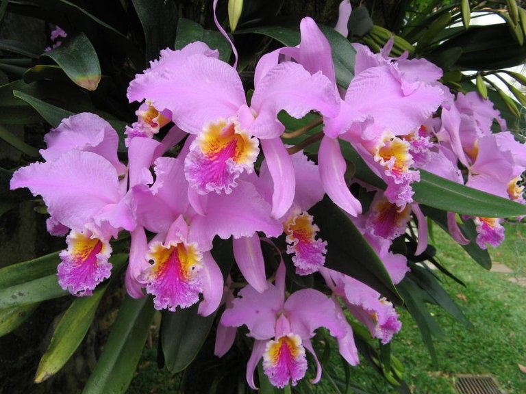 Orquidea-flor-nacional-de-Venezuela.jpg