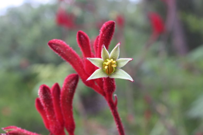 kangaroo paw 2.jpg