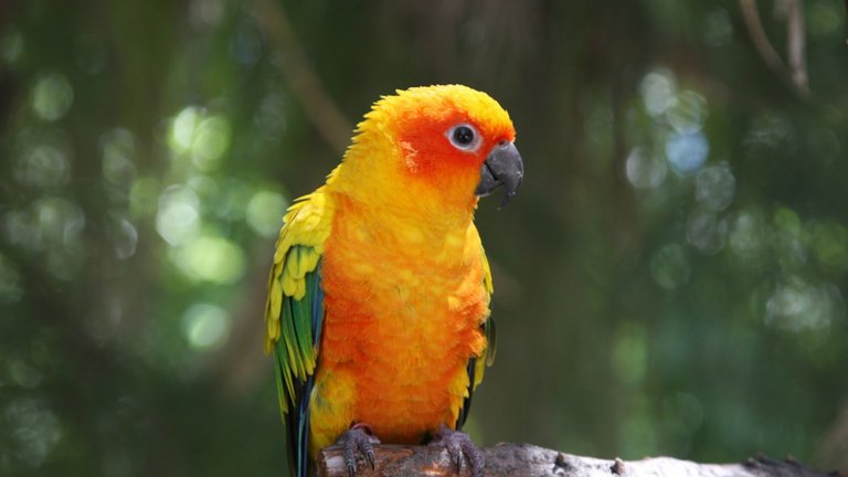 Beautiful And Amazing Animals And Birds Wallpapers Set-41 (20).jpg