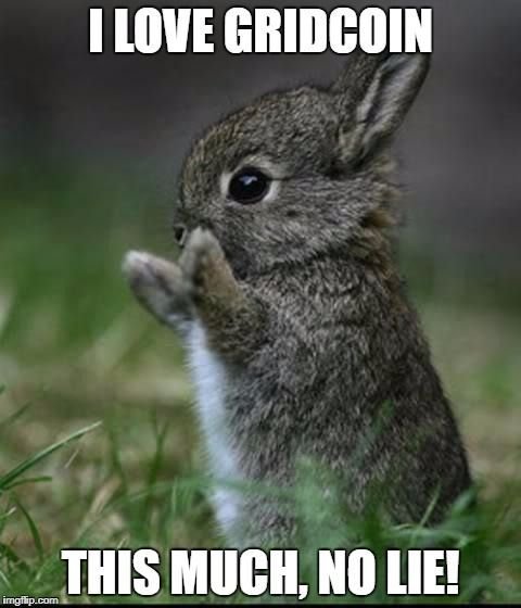 CuteBunny.jpg