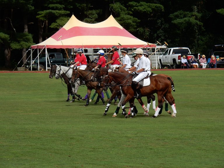 polo8.jpg