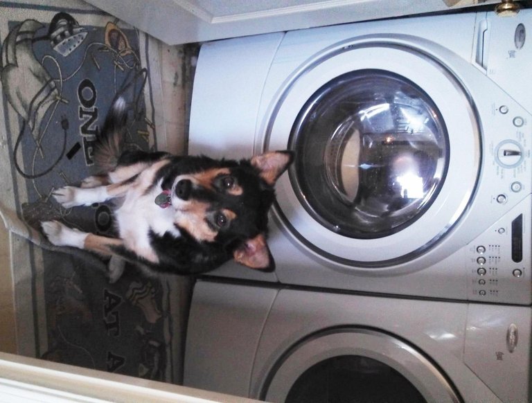 Roxi hide in laundry room.jpg