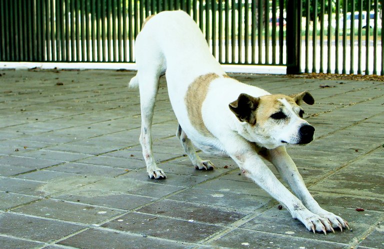 MAYURASANA