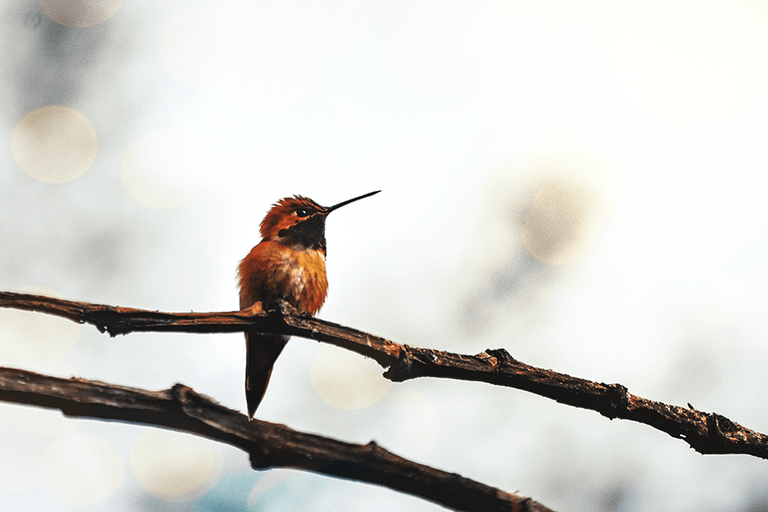 crimsonclad-hummingbird-5.png