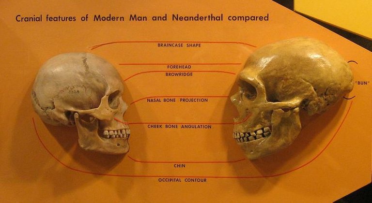 800px-Sapiens_neanderthal_comparison.jpg