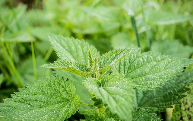 stinging-nettle-503939_640.jpg