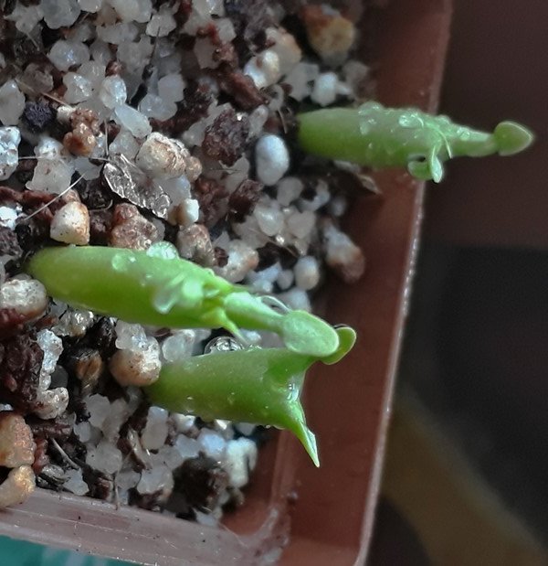 hoodia Gordonii first leaves.jpg