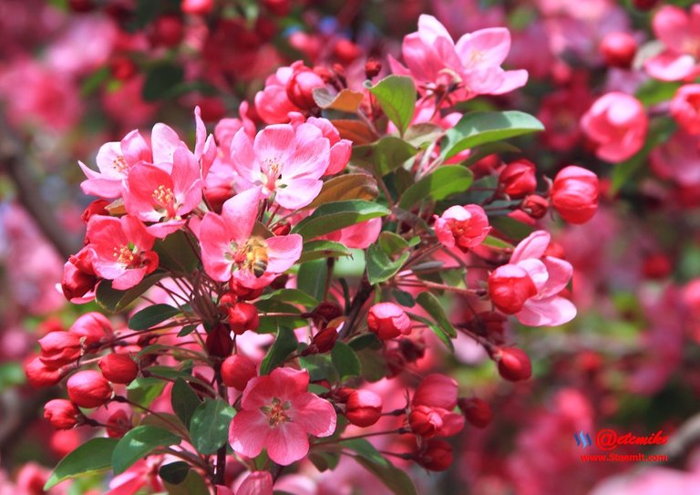 indian-magic-flowering-crabapple blooms spring honeybee pollination pollinating IMB-0037.JPG