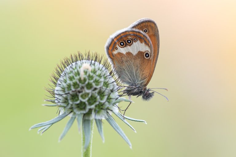 Weißbindige Wiesenvögelchen (Coenonympha arcania)_CI4A7870-BF.jpg