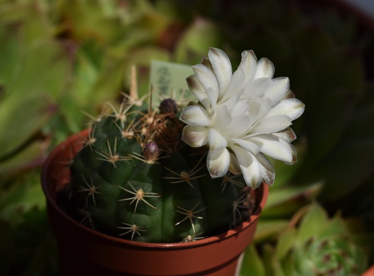 Gymnocalycium damsii white flower 1.jpg