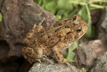 american-toad-1a-3926.jpg