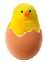 chicken-in-broken-egg-1400789.jpg
