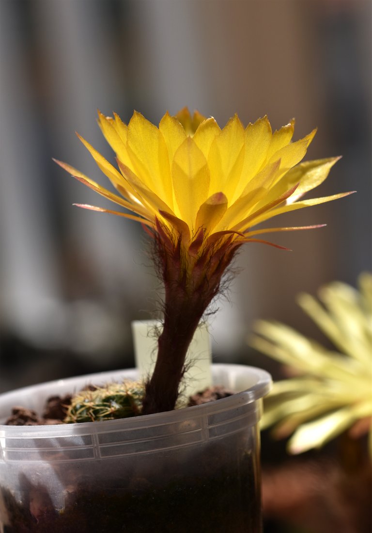 Lobivia arachnacantha cactus yellow flower 2.jpg