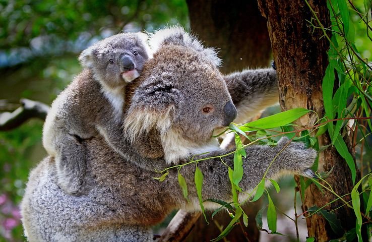 koala-61189__480.jpg