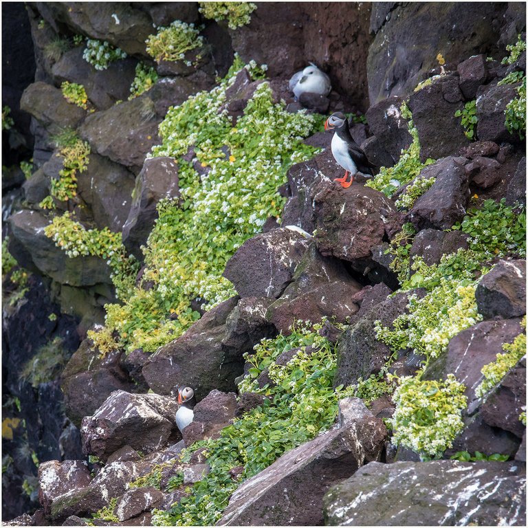 37251085262-puffins-iceland (FILEminimizer).jpg