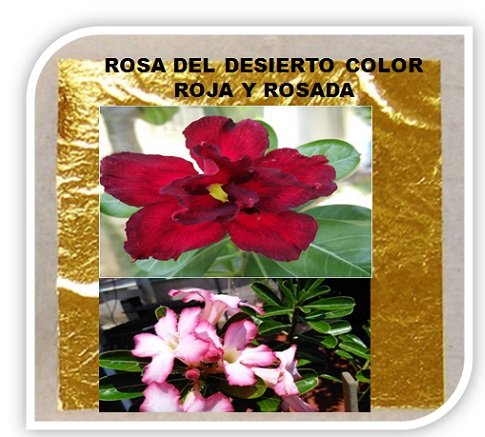 rosa del desierto .jpg