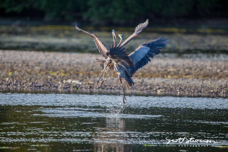 Blue Heron-1.jpg