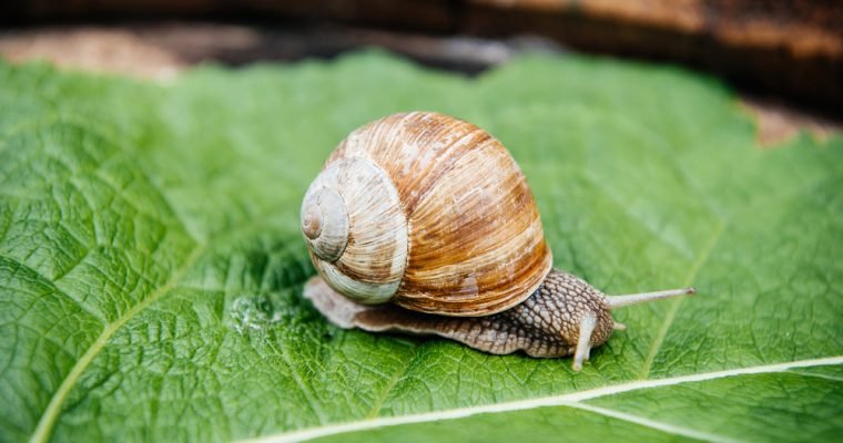 Slow-snail-760x400.jpg