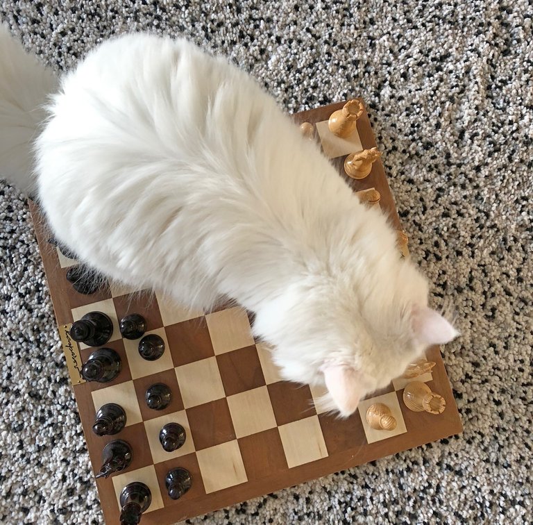 chess.jpg