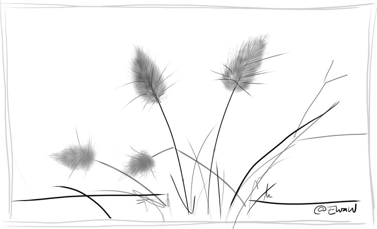 dry grasses bunnytails.jpg