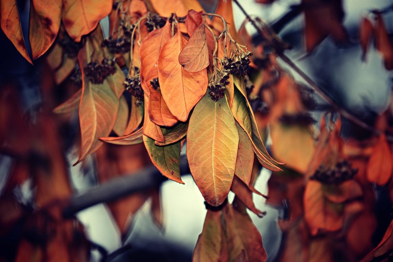 leaves-3616878_1920.jpg