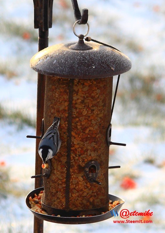 White-Breasted Nuthatch PFW01-06.JPG