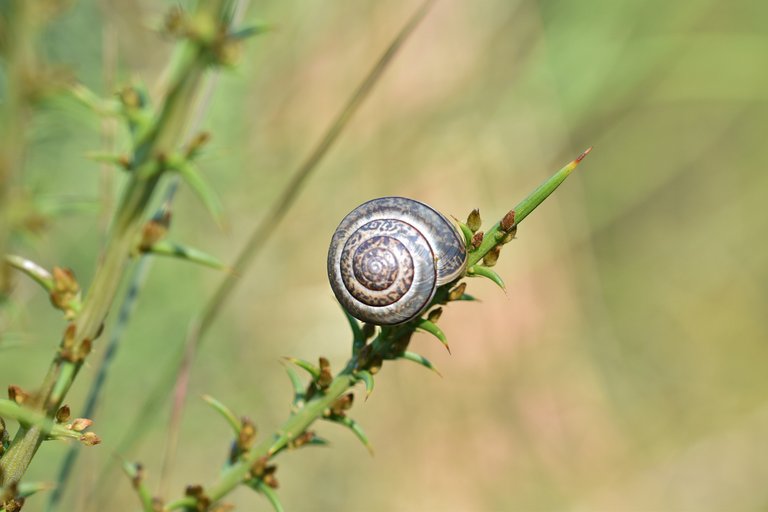 Snail ulex thorns 1.jpg