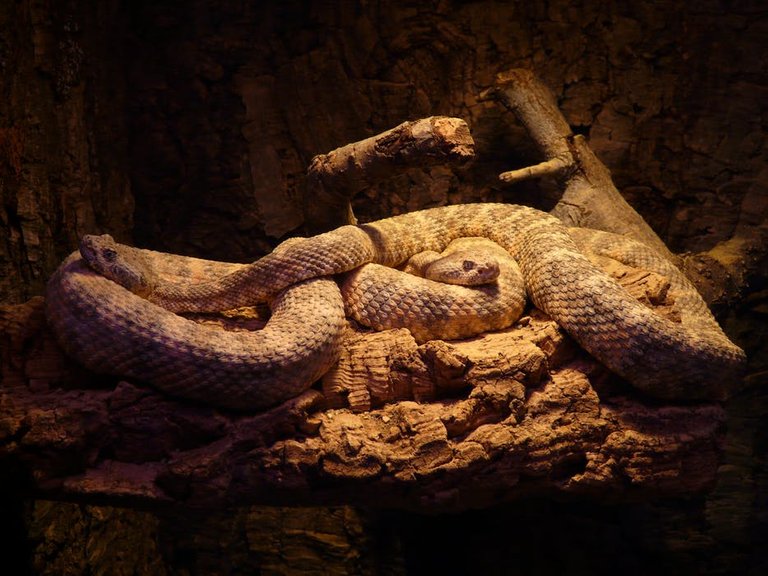 spotted-rattlesnake-snakes-crotalus-mitchellii-rattlesnakes-53488.jpeg