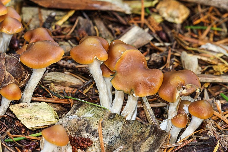 2013-10-18_Psilocybe_cyanescens_Wakef_377595.jpg