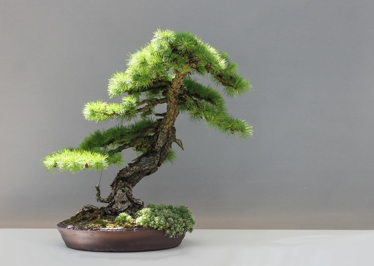 bonsai-1805499_1920.jpg