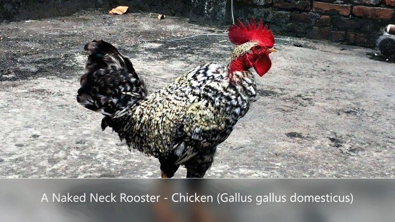 naket neck rooster.jpg