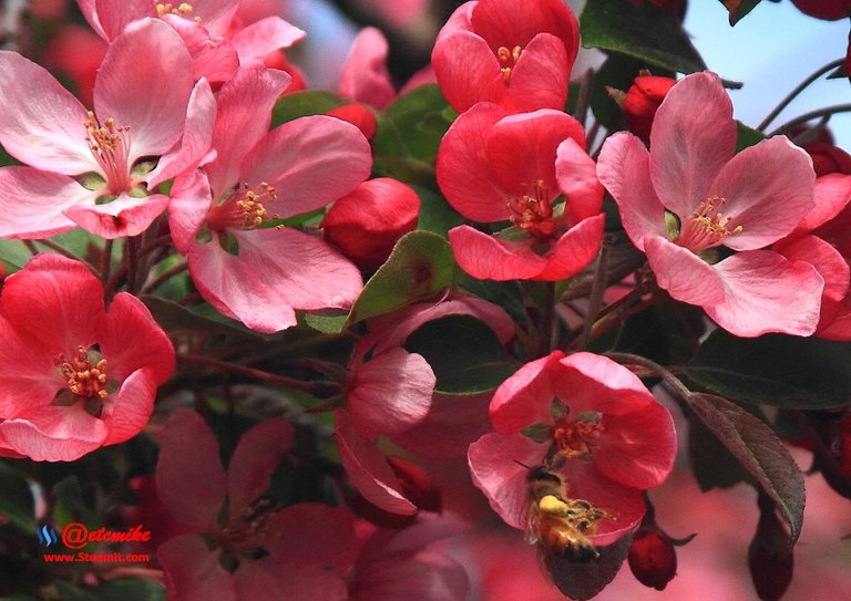 indian-magic-flowering-crabapple blooms spring honeybee pollination pollinating IMB-0091.JPG