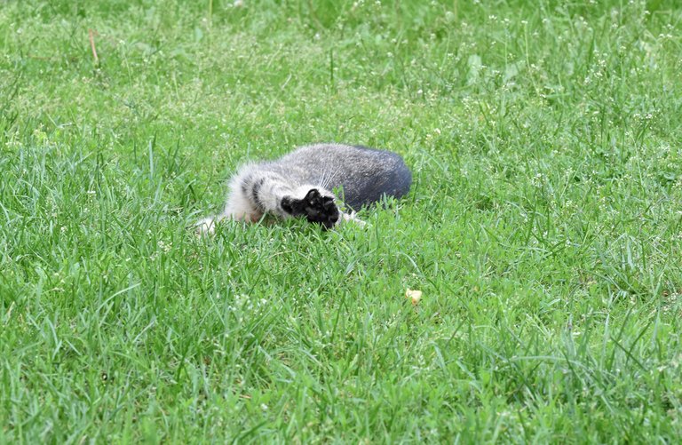 kitty stretching grass 3.jpg