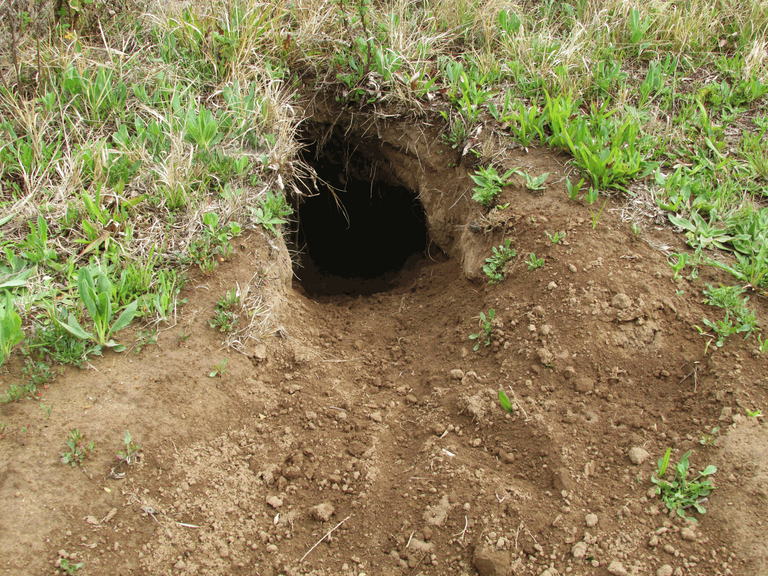 3023-PorcupineHome.png
