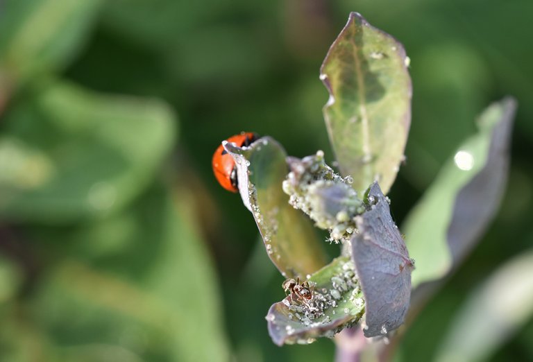 Aphids honesuckle 3.jpg