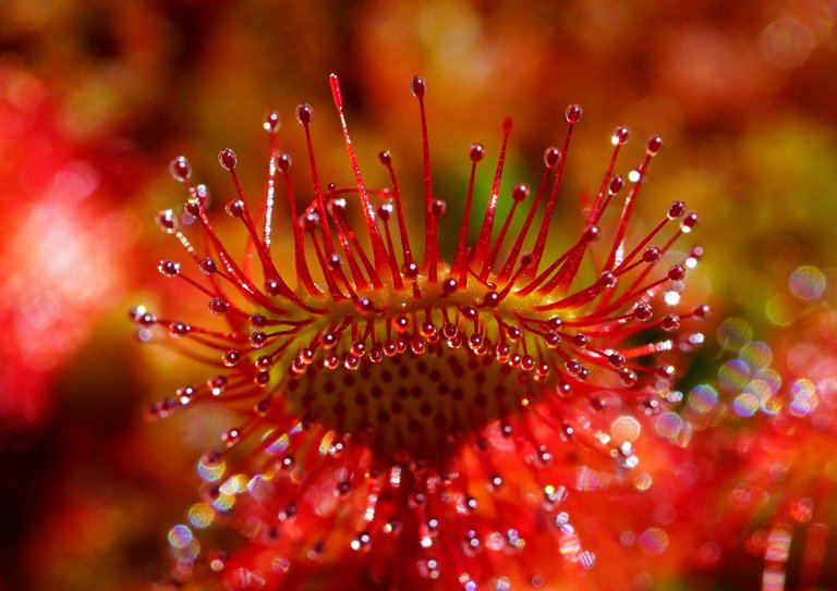 sundew-3528465_1920.jpg