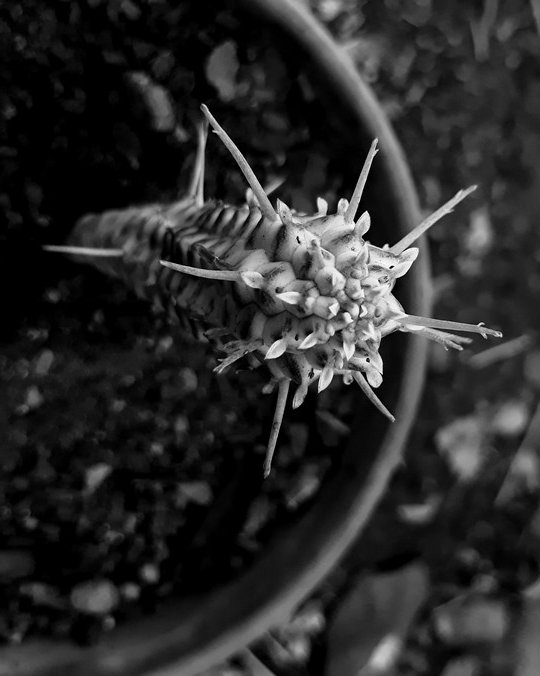 variegated euphorbia mammilaris.jpg