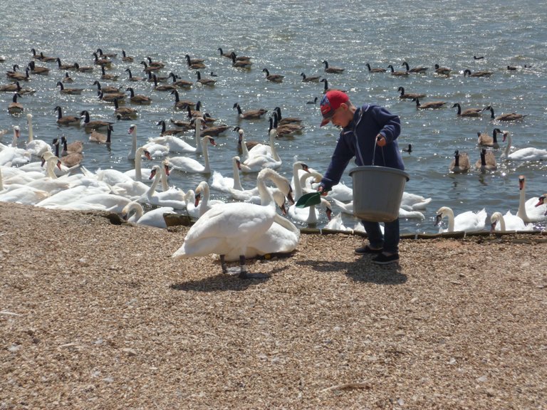 Swannery feeding time 2.jpg