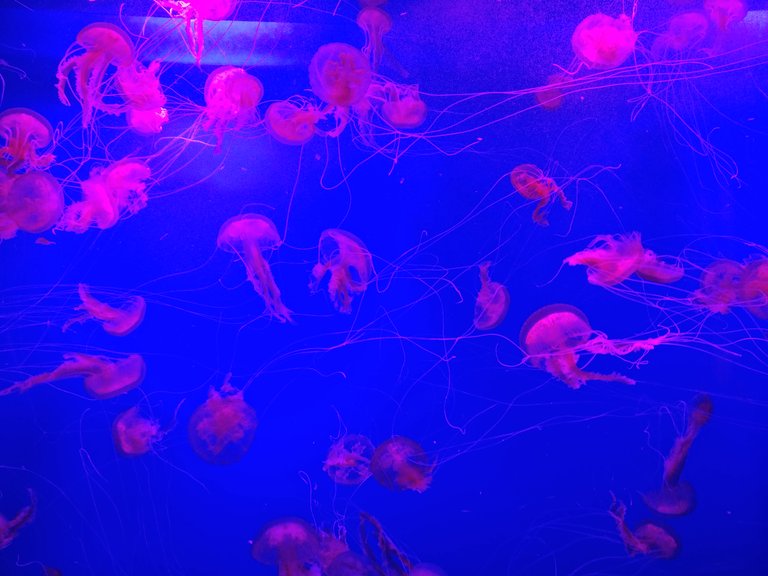 IMG_20180722_114529.jpg