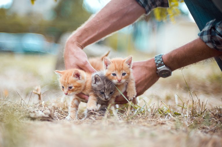 kittens-4020199_1920.jpg