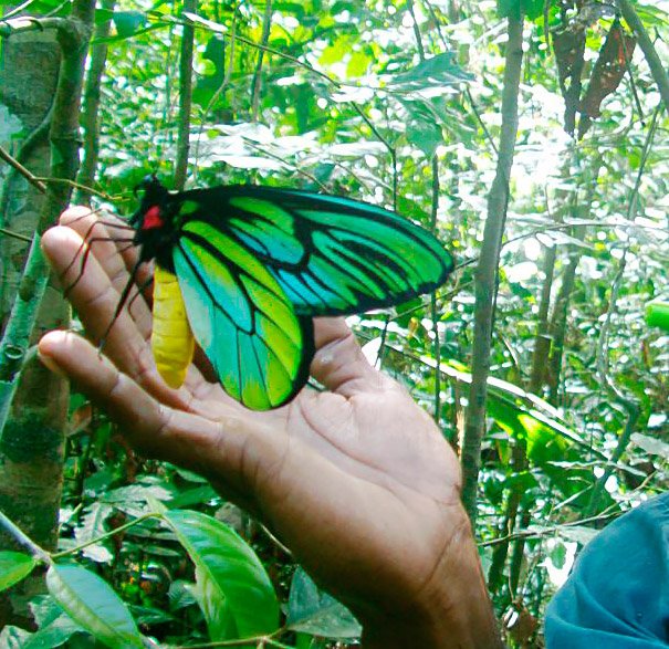 imagenes-mariposa-alas-de-pajaro-6.jpg