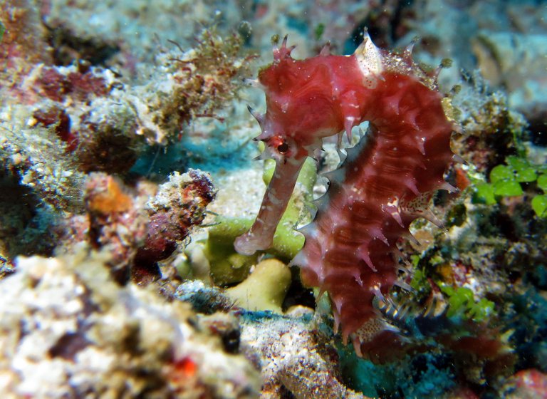 seahorse-1196445_1920.jpg