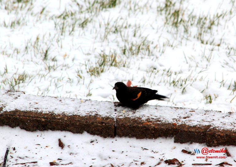 Red-Winged Blackbird PFW03_0038.JPG