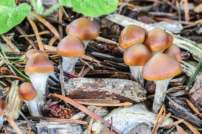 2013-10-18_Psilocybe_cyanescens_Wakef_377596.jpg