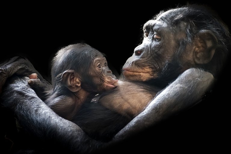 animals-1097143_1280.jpg