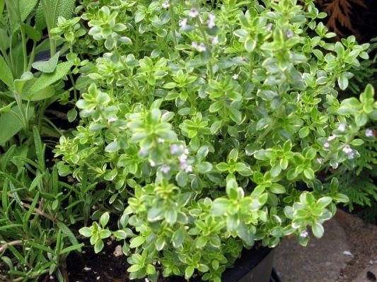 lemon-thyme-plant.jpg.cf.jpg