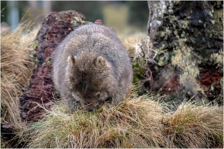 44442093735-wildlife-wombat (FILEminimizer).jpg