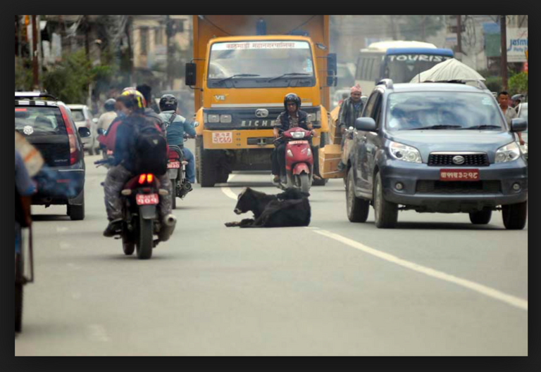 Holy Cow as Traffic police .png